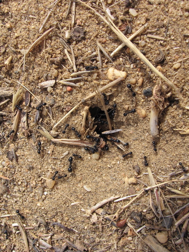 Auto-generated description: A colony of black ants is gathered around and entering a small hole in a sandy, twig-littered ground.
