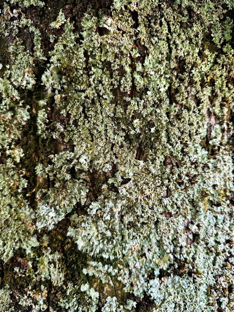 Auto-generated description: Green and mossy textured surface covers a natural outdoor environment.