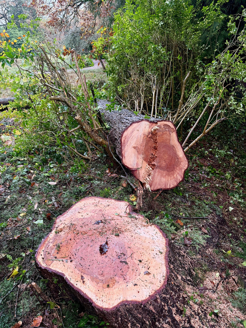 A large tree has been cut down, revealing its cross-section with surrounding greenery.