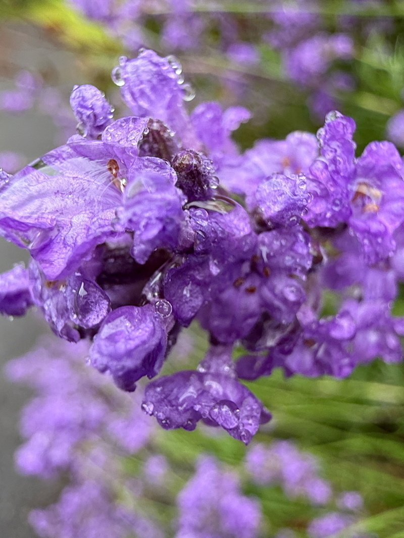 Auto-generated description: Purple flowers covered in water droplets create a vibrant and fresh appearance.