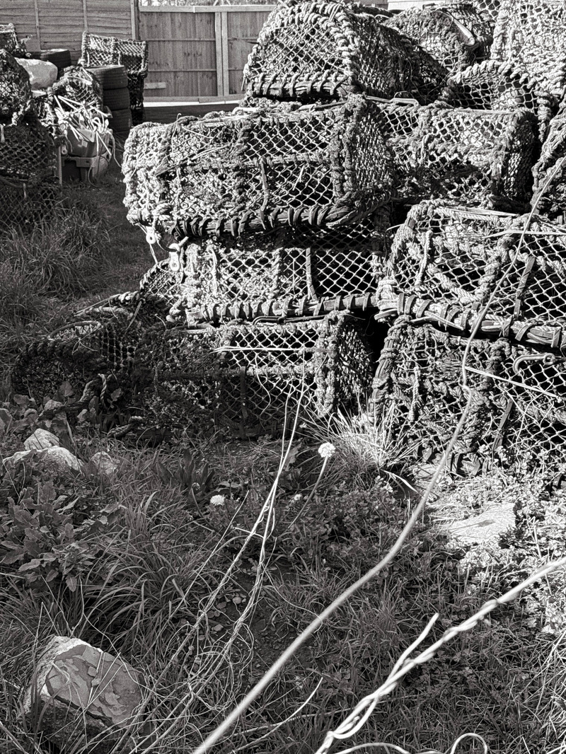 Auto-generated description: A collection of stacked lobster pots is surrounded by grass and a wooden fence.