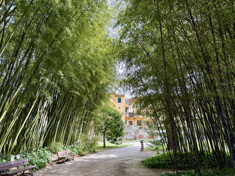 A pathway is lined with tall bamboo trees, leading to a distant building, with benches on either side.