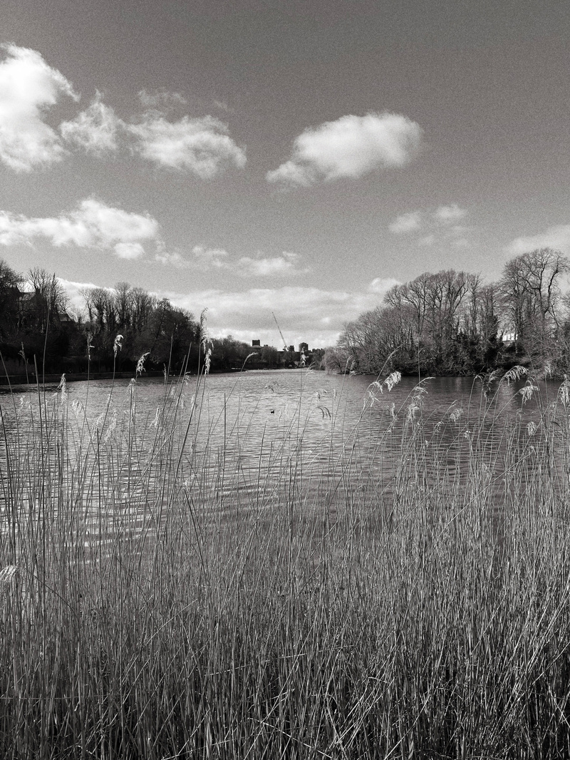 Auto-generated description: A tranquil river scene features tall grasses in the foreground, surrounded by leafless trees under a partly cloudy sky.