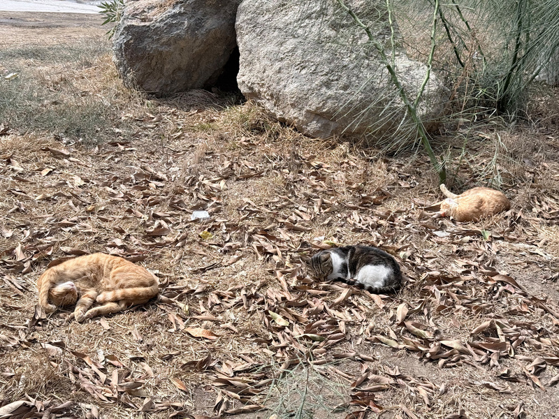 Three cats are sleeping on dry leaves scattered on the ground near large rocks.