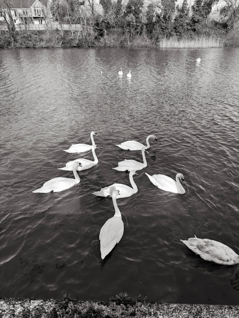 Auto-generated description: A group of swans gracefully swims in a tranquil body of water with a natural backdrop.