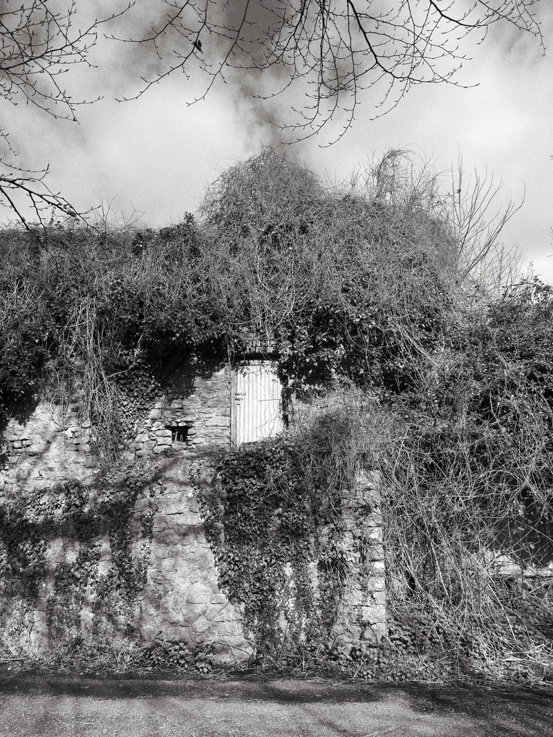 Auto-generated description: An old, overgrown stone building with a wooden door is partially covered by dense vines and surrounded by bare tree branches.