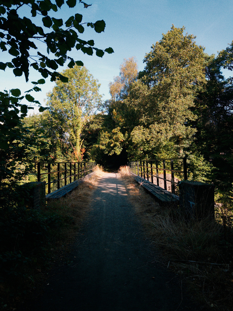Auto-generated description: A sunlit path crosses a small bridge surrounded by dense trees and vegetation.