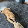 Pawpower@mastodon.social