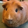 guineapigs