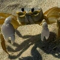 jacob-ogre.bsky.social