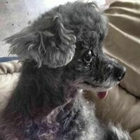 bobooten.bsky.social