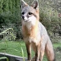 pennadem.bsky.social