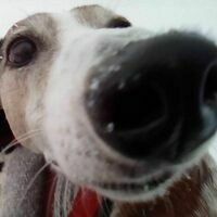 wilhelmgere.bsky.social