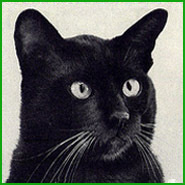 xenophora@mastodon.art