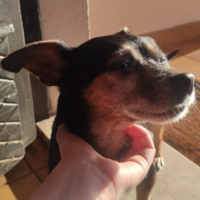 baldpolnareffart@fosstodon.org