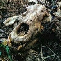 apodoxus@mastodon.online