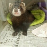 ocdtrekkie@mastodon.social