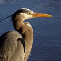 arroz@mastodon.social