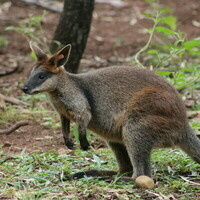 bouncywallaby@mastodon.social
