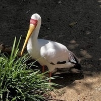 aardvark017489@mastodon.social