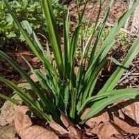 soaproot@sfba.social