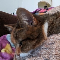 SarahAnneDipity@mastodon.sdf.org