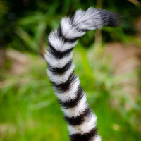 ringtailringo@mastodon.social