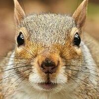 SebasTheCrab@tech.lgbt