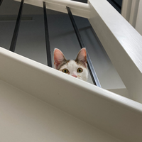 skatercat@mastodon.au